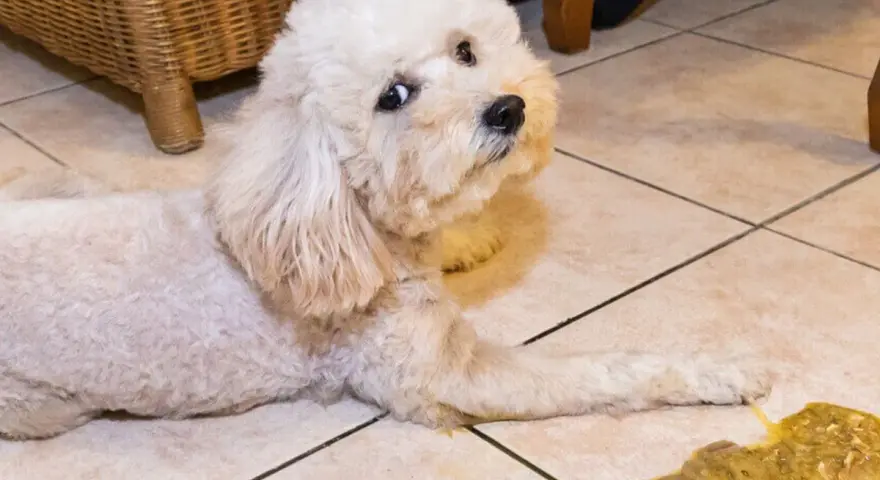Un perro blanco mira con preocupación al lado de un vómito amarillo en el suelo.