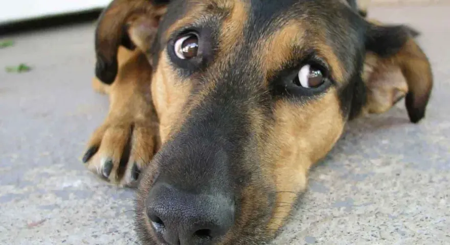 Un perro con grandes ojos de ballena mira con ternura.