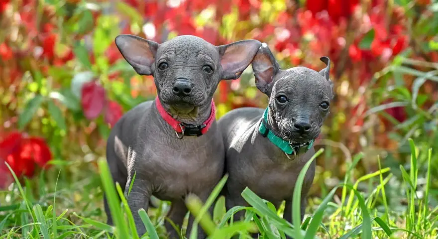 Dos cachorros de perro egipcio, con sus orejas grandes y piel gris, posan curiosos entre la hierba y flores rojas.