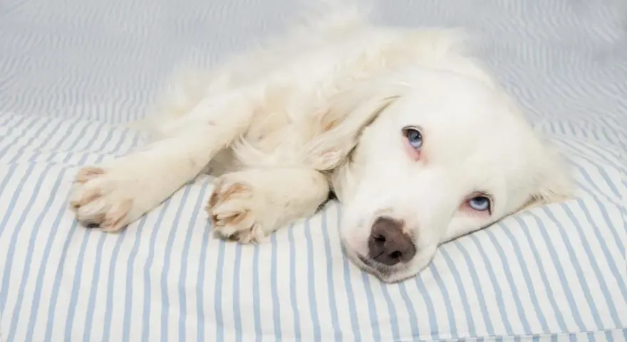 Perro blanco con ojos azules recostado en una cama a rayas. Si tu perro tiene dolor, consulta a tu veterinario sobre si se le puede dar Enantyum a un perro.