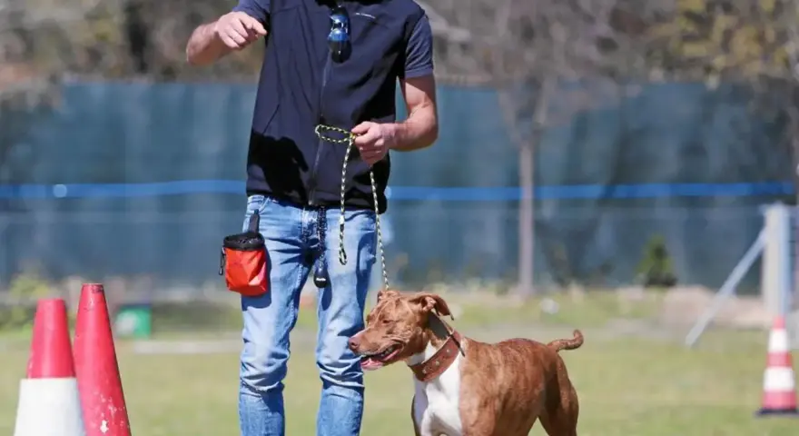 Un adiestrador de perros con una bolsa de premios naranja enseña a un pitbull marrón y blanco en un campo con conos.