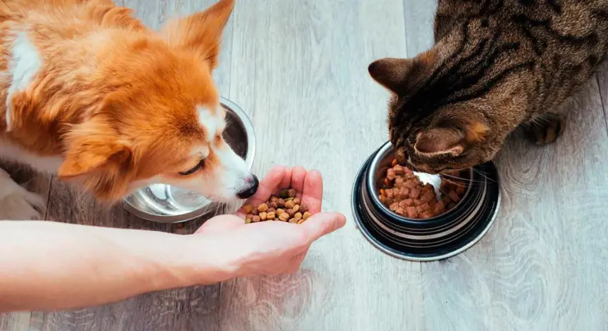 Un perro y un gato comen de sus respectivos cuencos. El perro, de pelaje naranja y blanco, olisquea la mano de una persona que le ofrece comida. El gato, atigrado, se concentra en su cuenco.