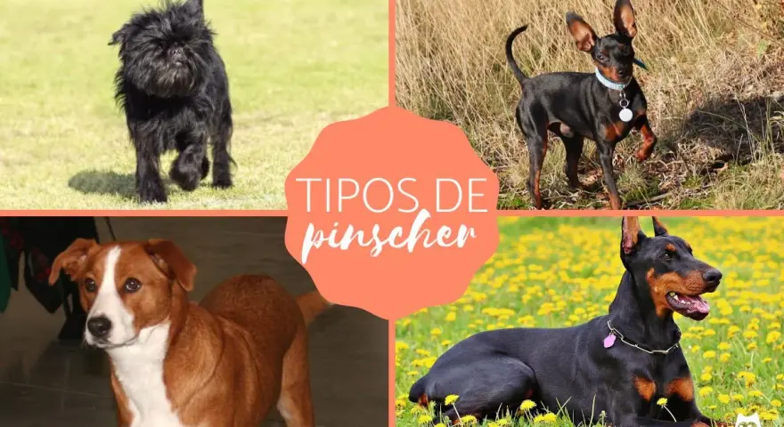 Cuatro tipos de pinscher miniatura: Affenpinscher, Pinscher Miniatura, Austríaco y Dóberman.
