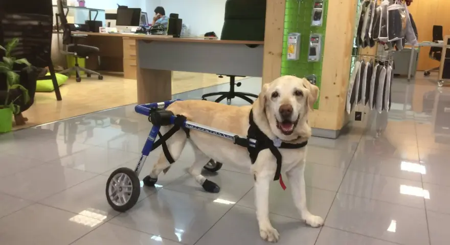 Labrador con carrito ortopédico, parece que mi perro se cae de repente, pero está bien.