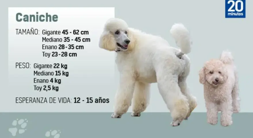 Dos perros caniche, uno grande y blanco, y otro pequeño y beige, posan junto a información sobre su tamaño, peso y esperanza de vida.