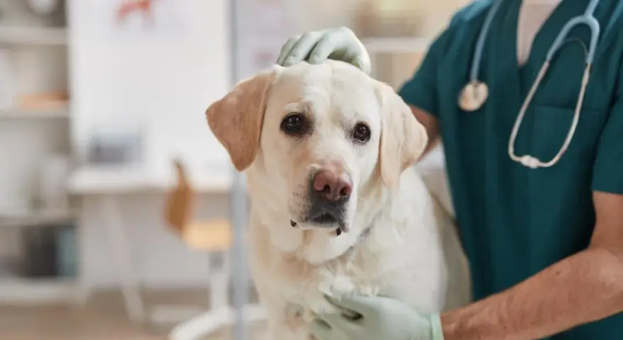 Veterinario examina a un perro con posible **albumina baja en perros**. El can, un labrador blanco, mira a la cámara con preocupación.