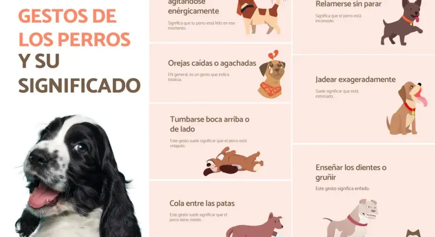 Descubre los 50 gestos de los perros y su significado. Aprende a interpretar el lenguaje corporal canino, desde la cola levantada hasta las orejas caídas.