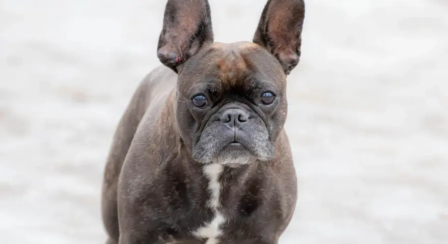 Un adorable bulldog francés con orejas grandes y expresivas mira fijamente.