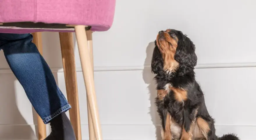 Un perro Cavalier King Charles Spaniel mira hacia arriba, esperando. Mi perro me sigue a todos lados, incluso cuando me siento en una silla rosa.
