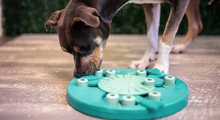 Perro concentrado olfateando un juguete interactivo, ideal para juegos de olfato para perros.