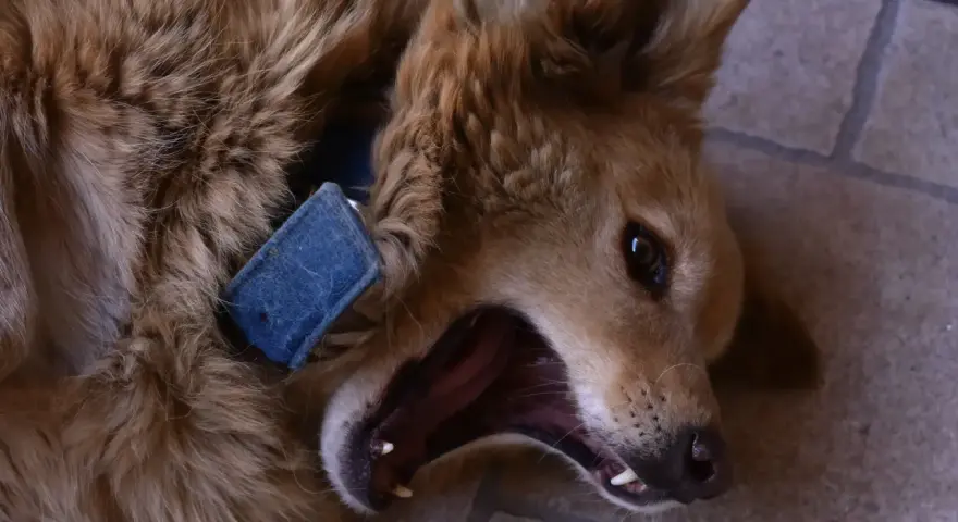 Un perro marrón con collar azul bosteza, mostrando sus dientes. Vivir con un perro reactivo a veces es así de intenso.