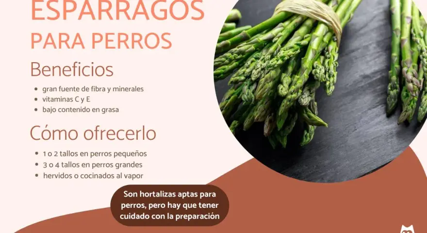 Los perros pueden comer espárragos. La imagen muestra espárragos frescos, indicando sus beneficios y cómo ofrecérselos a tu mascota.