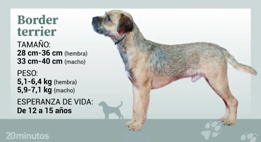 Un border terrier de pie, con información sobre su tamaño, peso y esperanza de vida.