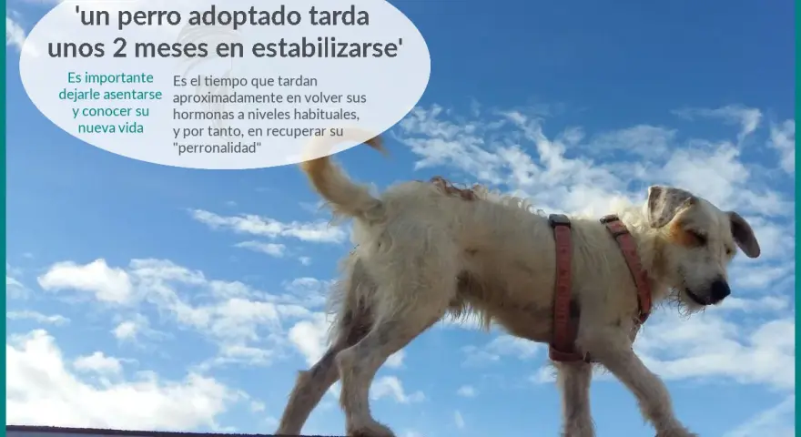 Un perro adoptado necesita tiempo para adaptarse. Paciencia y amor son clave para su recuperación.