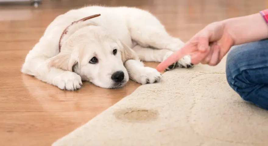 Cachorro triste mira dedo señalando mancha. Lección sobre como enseñar a un cachorro a no mearse en casa.