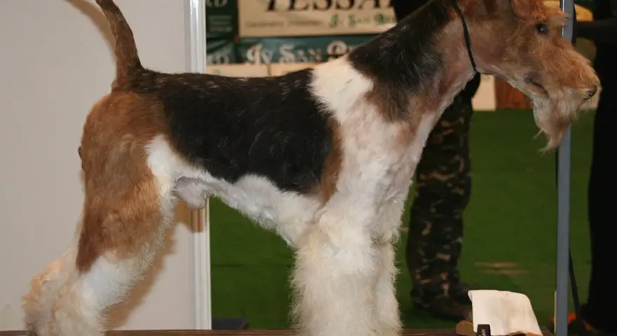 Fox terrier tricolor, con barba y patas peludas, posa en una mesa de exposición.