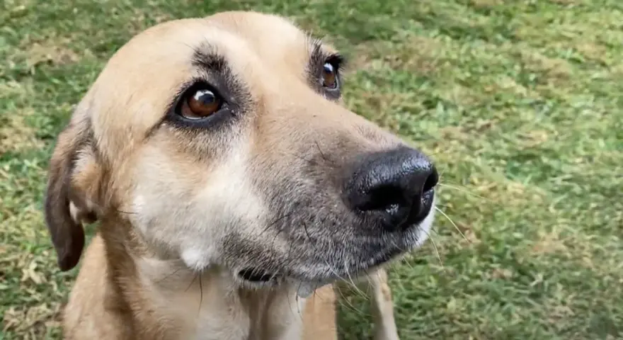 Perro con mirada curiosa en el jardín. ¿Cuánto tarda un perro en adaptarse a un nuevo dueño?