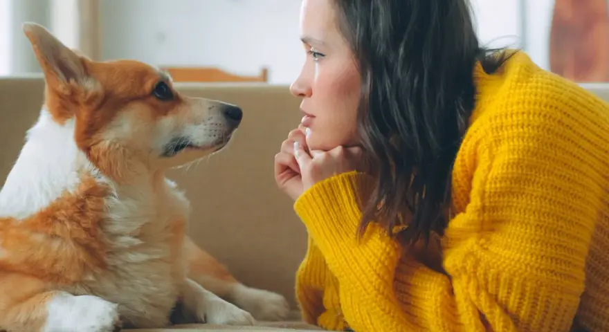 Un perro corgi mira fijamente a su dueña, con una expresión que parece de perro celoso de mi pareja.