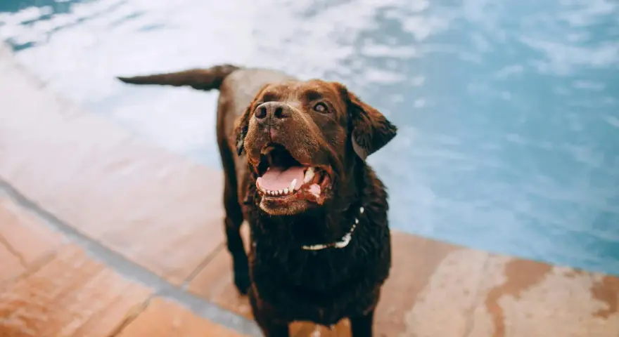 Perro marrón feliz junto a la piscina, jadeando. Una forma divertida de cómo cansar mentalmente a un perro es con juegos acuáticos.