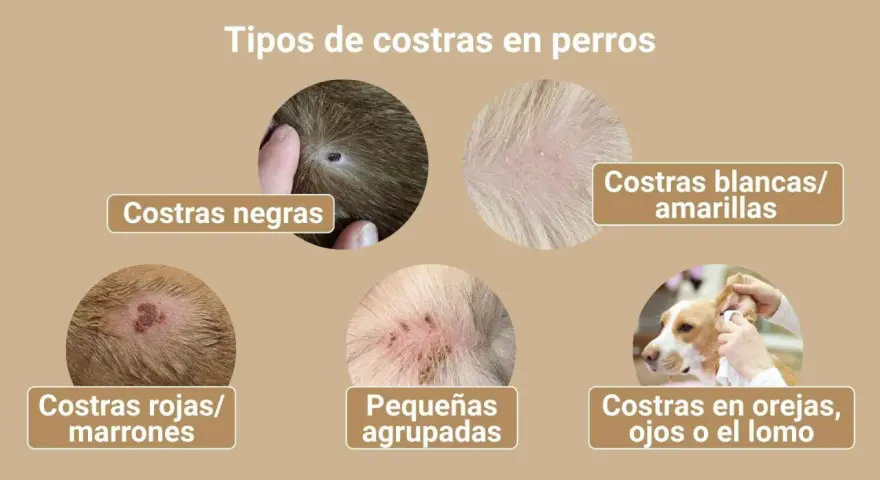 Ilustración muestra varios tipos de costras en perros, incluyendo negras, blancas/amarillas, rojas/marrones, pequeñas agrupadas y en orejas, ojos o lomo.