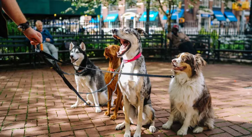 Cuatro perros sentados en fila, esperando pacientemente. Un perro obediente, un husky, un vizsla y un pastor australiano.