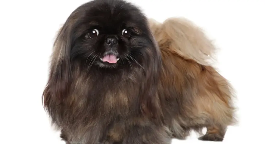 Un adorable perro pekinés con pelaje largo y oscuro, con la lengua fuera y ojos curiosos, posa sobre fondo blanco.