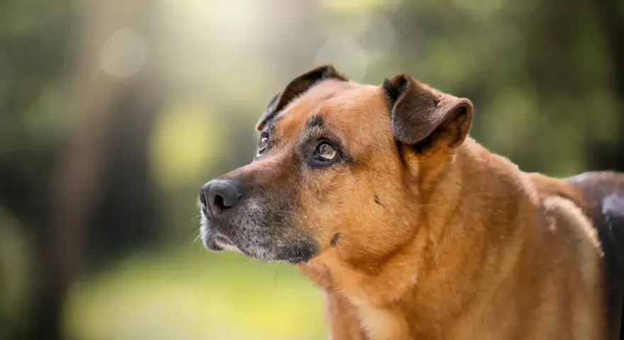 Perro mestizo de pelaje marrón y ojos tristes, parece que mi perro no quiere salir de casa hoy.