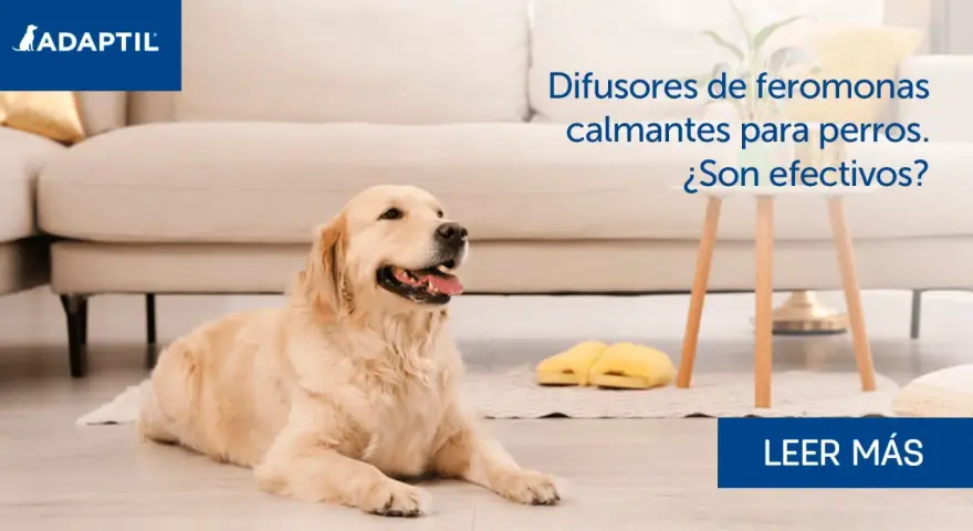 Golden retriever tranquilo en casa. Difusores de feromonas para perros calman la ansiedad.