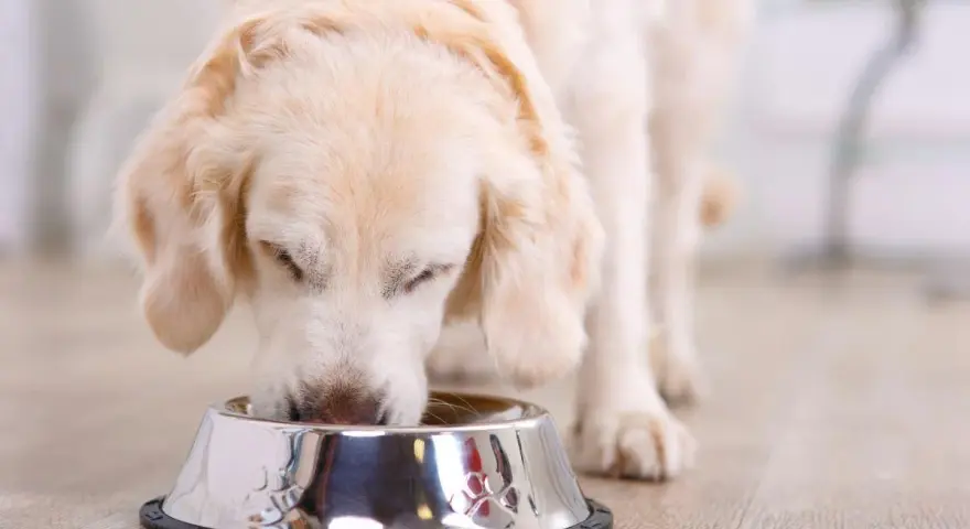 Perro golden retriever comiendo de un cuenco, ideal para una dieta casera para perros con diabetes.