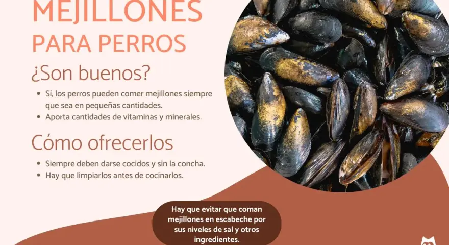 Los perros pueden comer mejillones cocidos y sin concha. Son una fuente de vitaminas y minerales. Evita los mejillones en escabeche.
