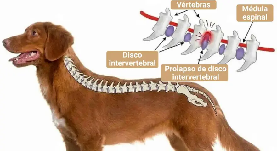 Ilustración de la columna vertebral de un perro, mostrando un disco intervertebral prolapsado. La imagen explica la causa de dolor y la posible decisión de sacrificar perro por hernia discal.
