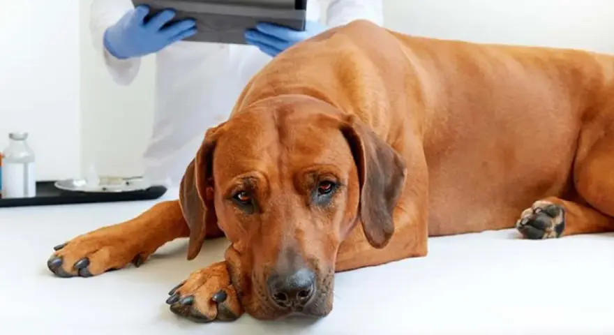 Un perro grande y marrón yace en una camilla veterinaria, con la cabeza apoyada en sus patas. Un veterinario con guantes azules revisa un portapapeles. La imagen evoca la tristeza de cómo muere un perro con insuficiencia renal.