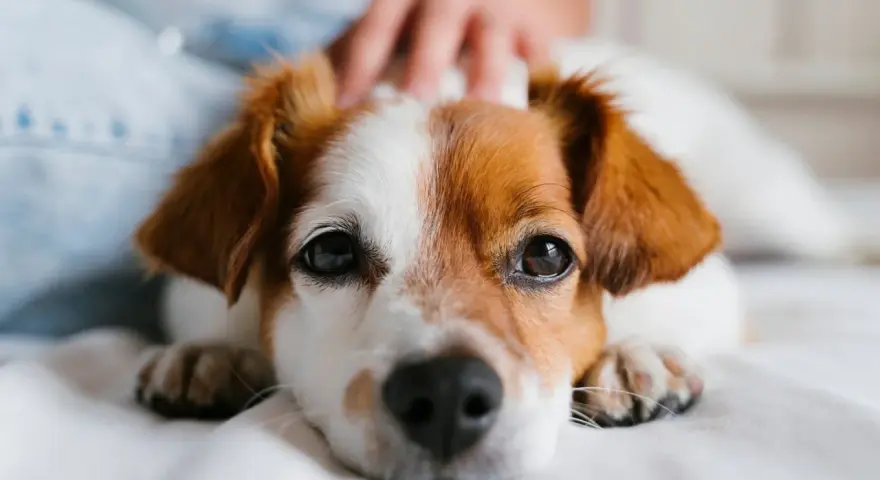 Primer plano de un perro con pelaje blanco y marrón, con una mano acariciando su cabeza. A veces, mi perro no me saluda cuando llego a casa.