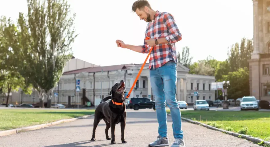 Hombre con perro negro, entrenando con correa naranja. El perro mira expectante, quizás porque mi perro tira de la correa y busca recompensa.