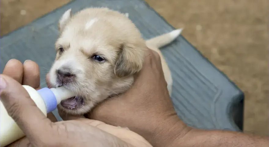 Un tierno cachorro recibe su biberón, un momento clave en la alimentación cachorros.
