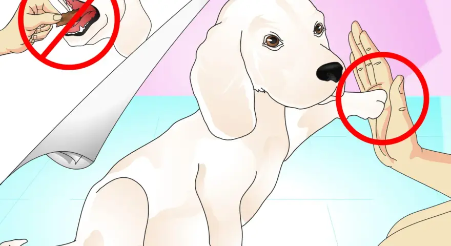 Un perro blanco da la pata a una mano. Aprende como enseñar trucos a un perro sin usar golosinas.