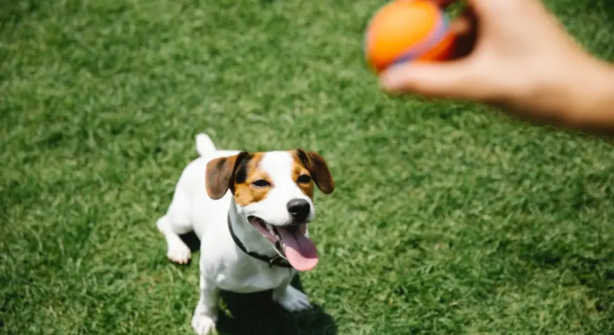 Un perro Jack Russell mira atentamente una pelota naranja que una mano está a punto de lanzar. ¡Perfecto para empezar a enseñar a un perro a traer la pelota!