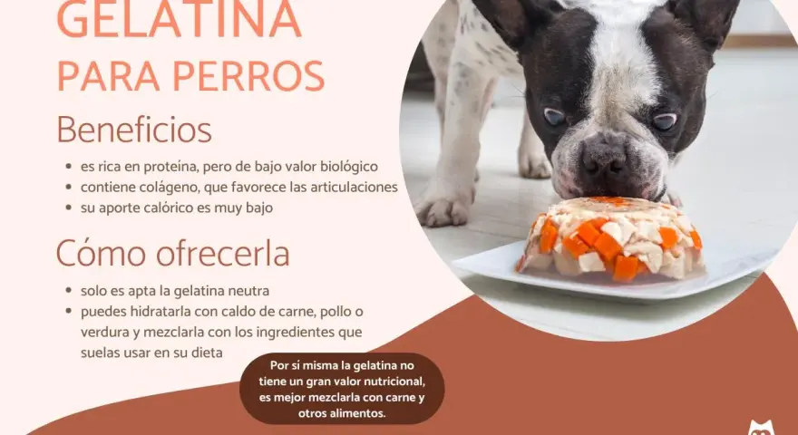 Un bulldog francés mira con curiosidad una gelatina con trozos de pollo y zanahoria. Los perros pueden comer gelatina, es buena para sus articulaciones.