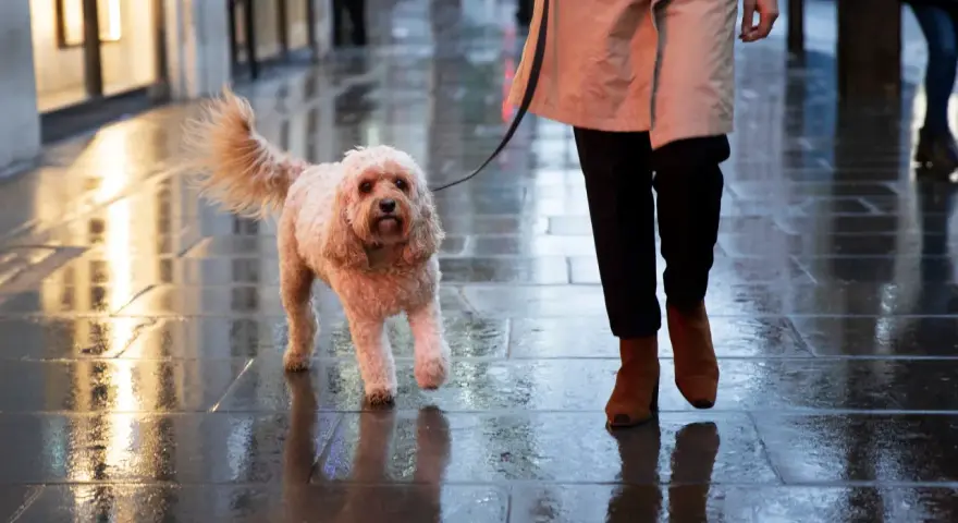 Perro peludo camina mojado en la calle, parece que mi perro no quiere salir a la calle hoy.