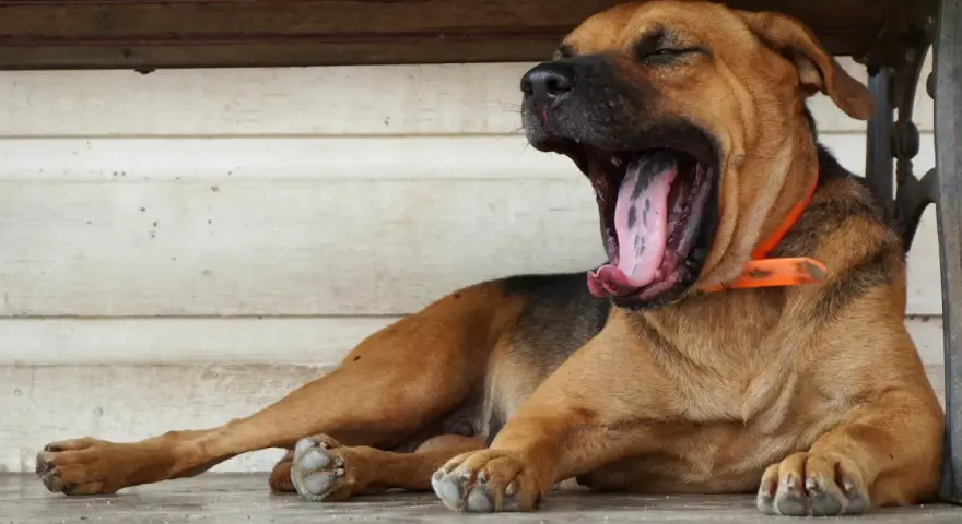 Mi perro bosteza cuando lo acaricio, mostrando su gran boca y lengua rosada.