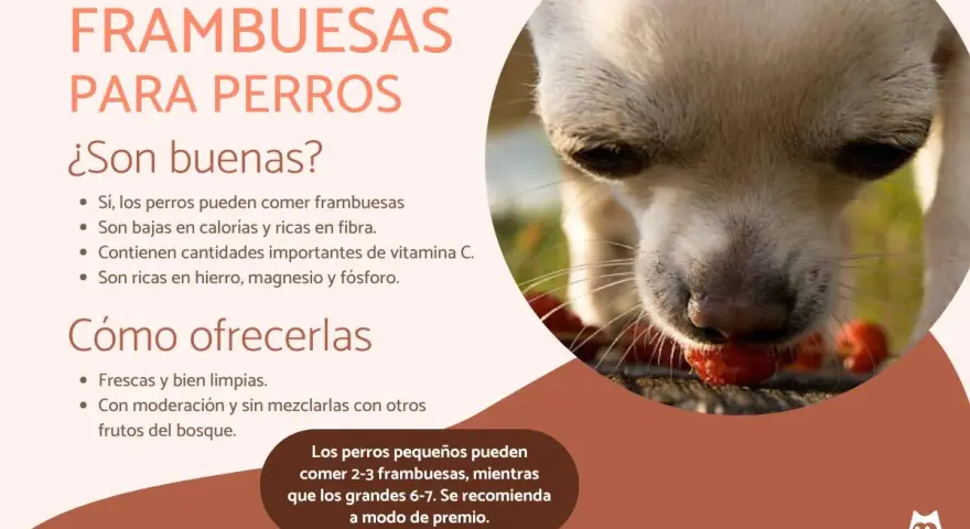 Un perro chihuahua disfruta de frambuesas, demostrando que los perros pueden comer frambuesas como un premio saludable.