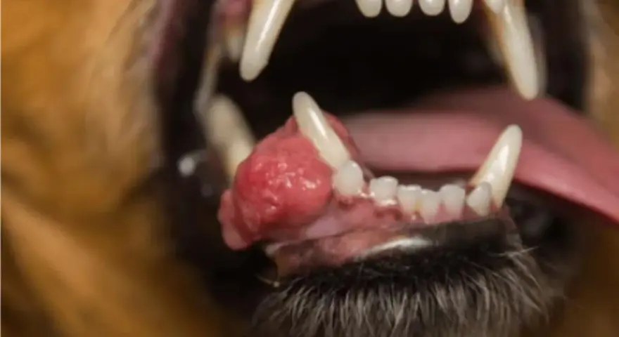Boca abierta de un perro mostrando un epulis, una masa rosada y abultada en la encía inferior, cerca de los dientes.