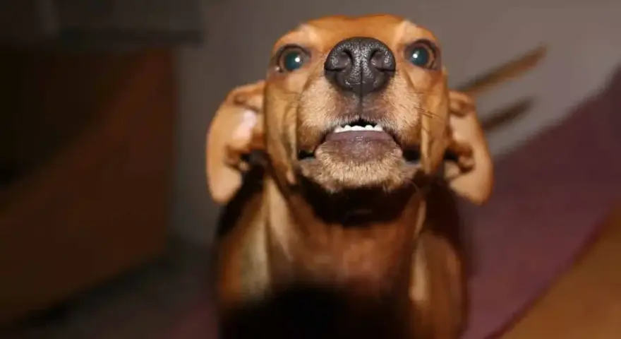 Mi perro le gruñe al nuevo cachorro, mostrando sus dientes.