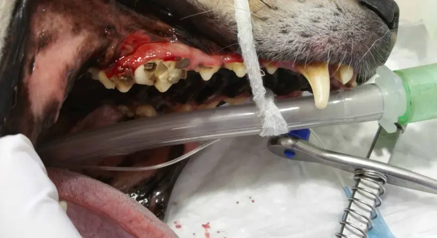 Boca de perro con encías inflamadas y dientes sucios, indicativo de mal aliento en perros. Se observa equipo veterinario.