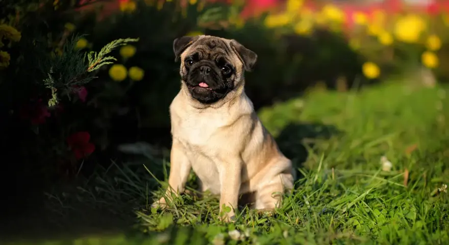 Un adorable perro pug sentado en la hierba, con flores borrosas de colores brillantes detrás.