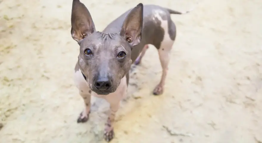 Un curioso perro sin pelo con grandes orejas mira fijamente a la cámara.