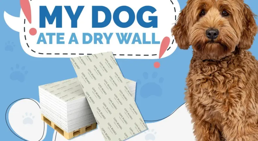 Perro adorable mira a la cámara. Detrás, un letrero dice "Mi perro se comió una pared de yeso". Hay pilas de paneles de yeso. ¿Cómo hacer que mi perro deje de comerse la pared?