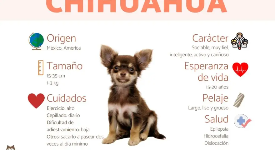 Un adorable chihuahua perro, con información sobre su origen, tamaño, cuidados, carácter, esperanza de vida, pelaje y salud.