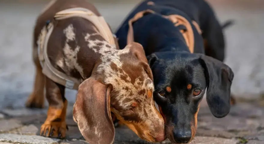 Dos adorables perros salchicha, uno atigrado y otro negro, se saludan con ternura.