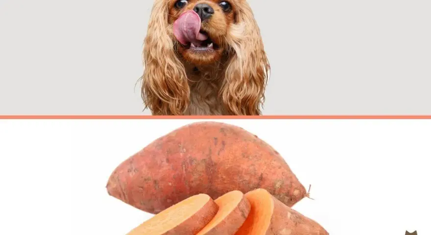 Un perro con la lengua fuera mira un boniato entero y cortado. ¡Los perros pueden comer boniato!